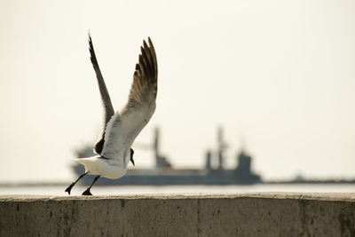 Close-up of seagull flying against clear sky