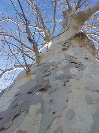 Low angle view of bare trees on snow covered land