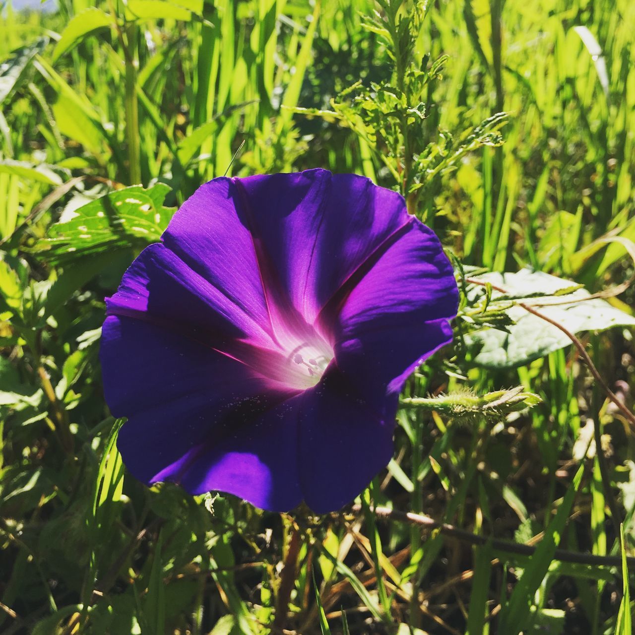 CLOSE-UP OF PURPLE IRIS FLOWER ON FIELD