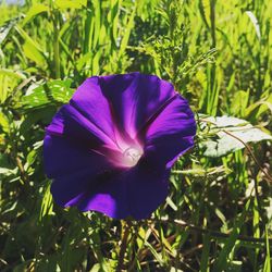 Close-up of purple iris blooming on field