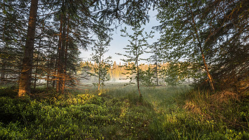 Trees on field in forest