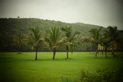 Scenic view of green landscape and palm trees