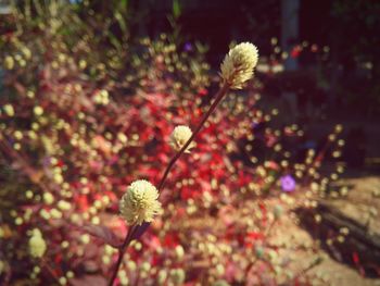 Close-up of flowers