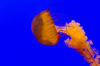 Close-up of jellyfish against blue background