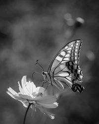 Close-up of butterfly pollinating on flower