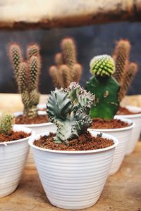 Close-up of succulent plant on table