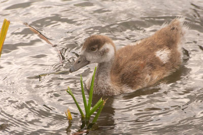 High angle view of duck swimming in lake