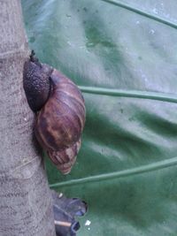 High angle view of snail in water