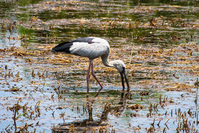 View of a bird in lake