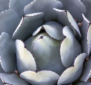 Full frame shot of succulent plants