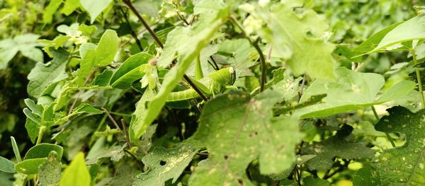 Close-up of fresh green leaves on field