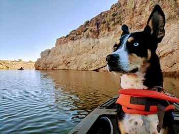 Dog on boat in lake against sky