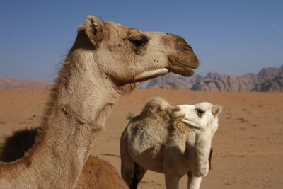 Camels on desert landscape against sky