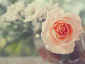 Close-up of rose bouquet