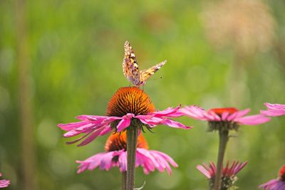 Close-up of butterfly pollinating on pink flower