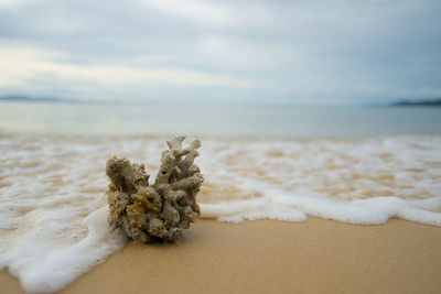 Coral reef on beach against cloudy sky