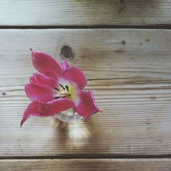 Close-up of pink flowers