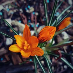 Close-up of flowers blooming outdoors