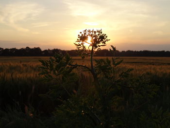 Silhouette plants on field against sky during sunset