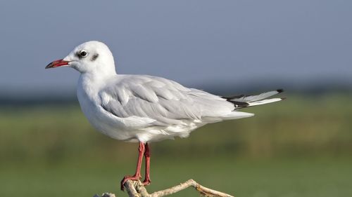 Close-up of seagull perching on a bird