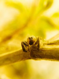 Close-up of insect on yellow flower