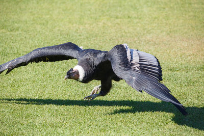 Vulture flying on over grassy field