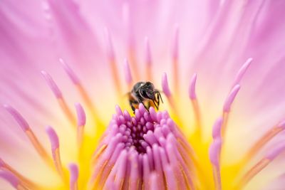 Close-up of bee on pink flower