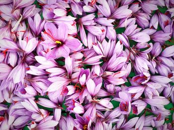 Full frame shot of pink flowering plant