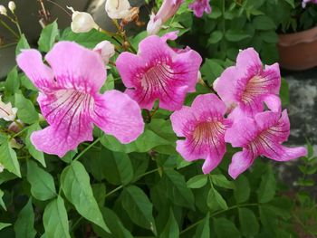 Close-up of pink flowers blooming outdoors