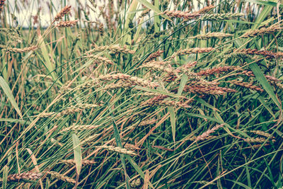 Full frame shot of grass on field