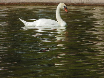 Close-up of swan swimming in lake