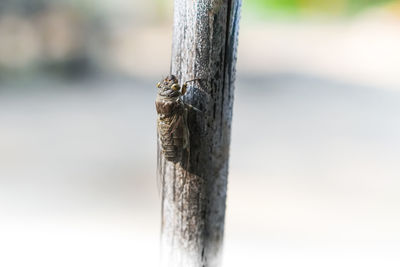 Close-up of grasshopper on wooden post