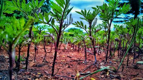 Trees growing in forest