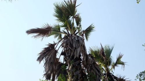 Low angle view of palm tree against clear sky