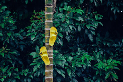 Sandals hanging on tree