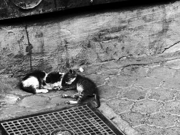 High angle view of cat