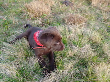 Dog on field