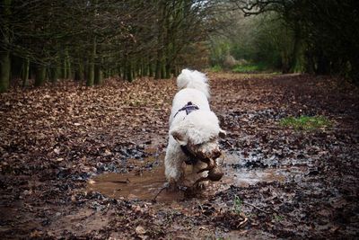 Dog running on field