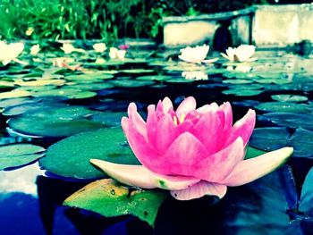 Close-up of pink lotus water lily in pond