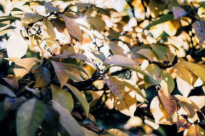 Detail shot of leaves