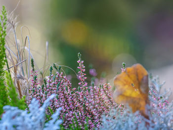 Close-up of purple flowers on field