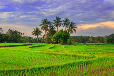 Beautiful morning view in the rice fields with colorful sky