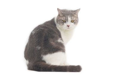 Portrait of cat sitting on white background