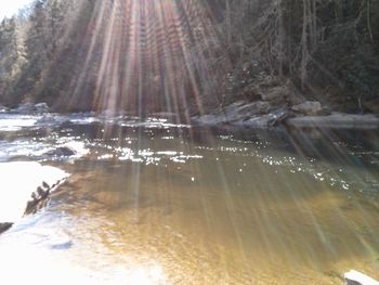 Sun shining through trees