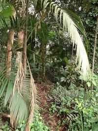 Plants growing on field