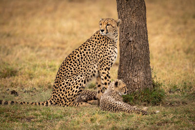 Cheetah sitting on field in zoo