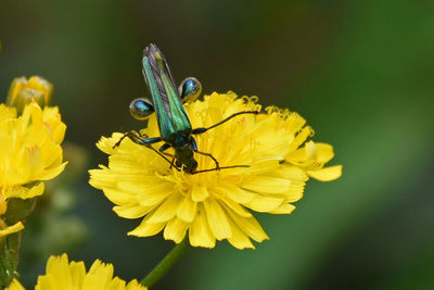 Close-up of beetle on yellow dandelion flower