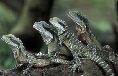 Close-up of lizards on rock