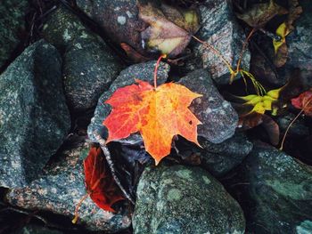 Close-up of maple leaf on water