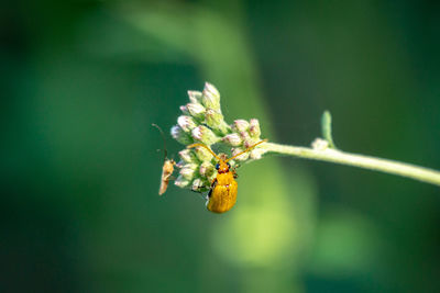 Close-up of insect on flower